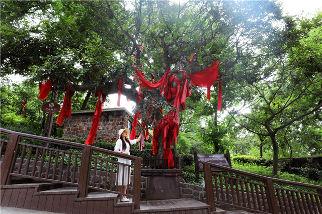 古树 (2).jpg